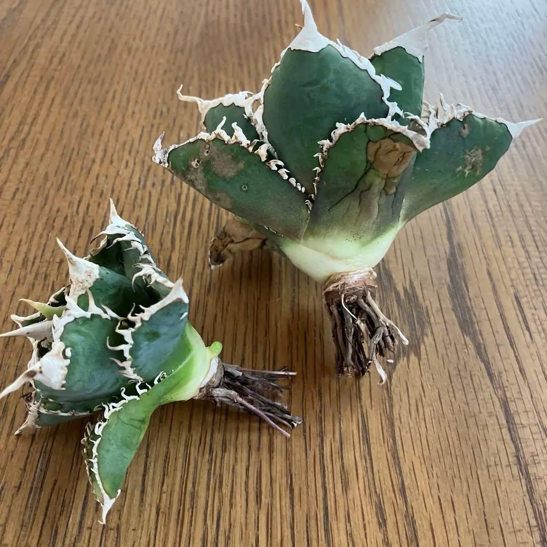 【初売りセット⑧】92 選抜2株　アガベ　白豪刺　狼人　白棘対決　TC【速達】