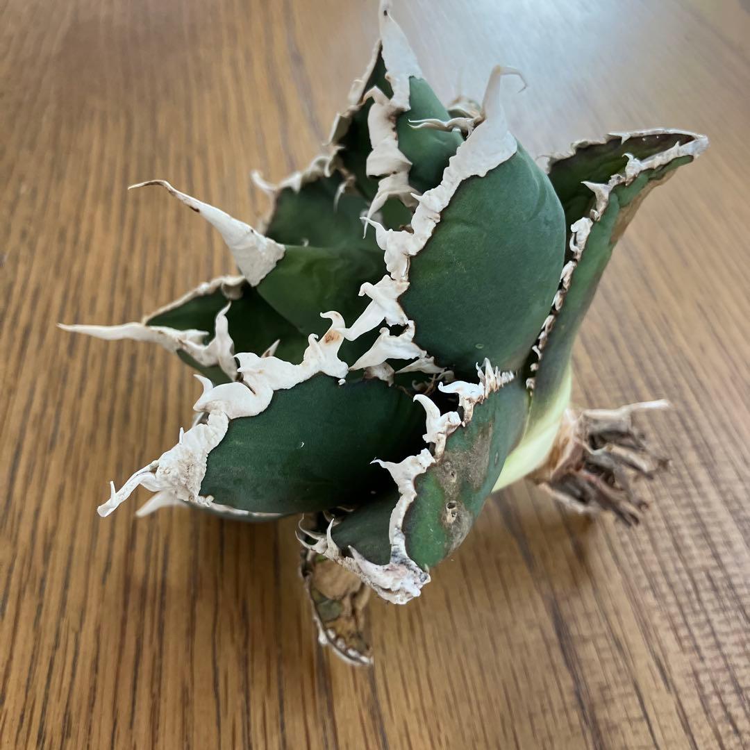 【初売りセット⑧】92 選抜2株　アガベ　白豪刺　狼人　白棘対決　TC【速達】