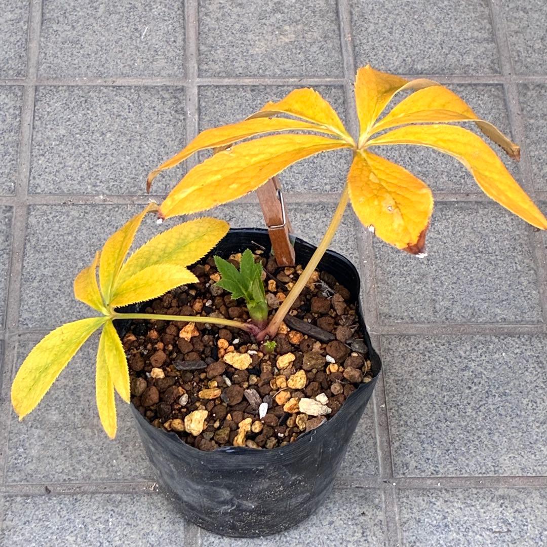 オ*ン様 ☘️蕾付き☘️根パンパン❤️沢山新芽元気株❤️3253⭐️強香⭐️強烈