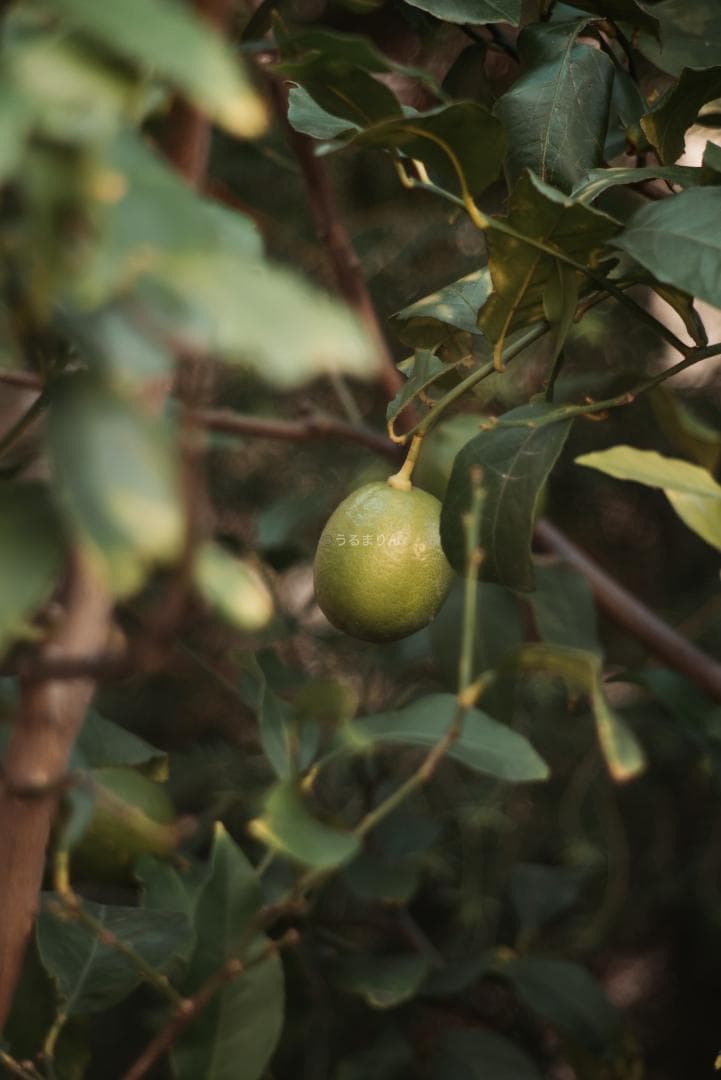 漆黒のシュナイダー！Tele-Xenar 150mm オールドレンズ