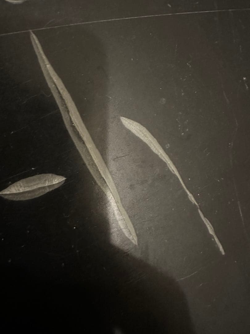 オフトレ用 SALOMON スノーボード 127 BURTON ビンディング