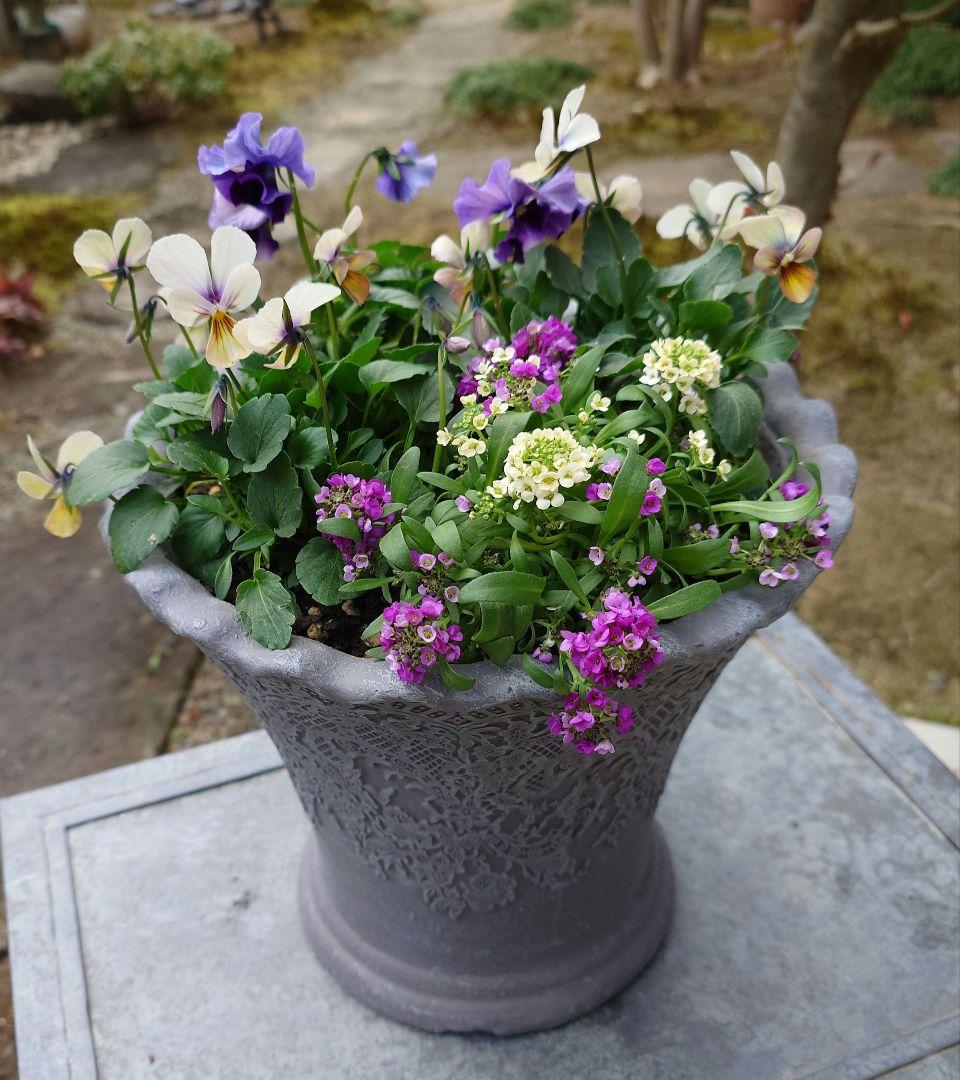 寄せ植え花　すみれ図鑑　あ美ページ