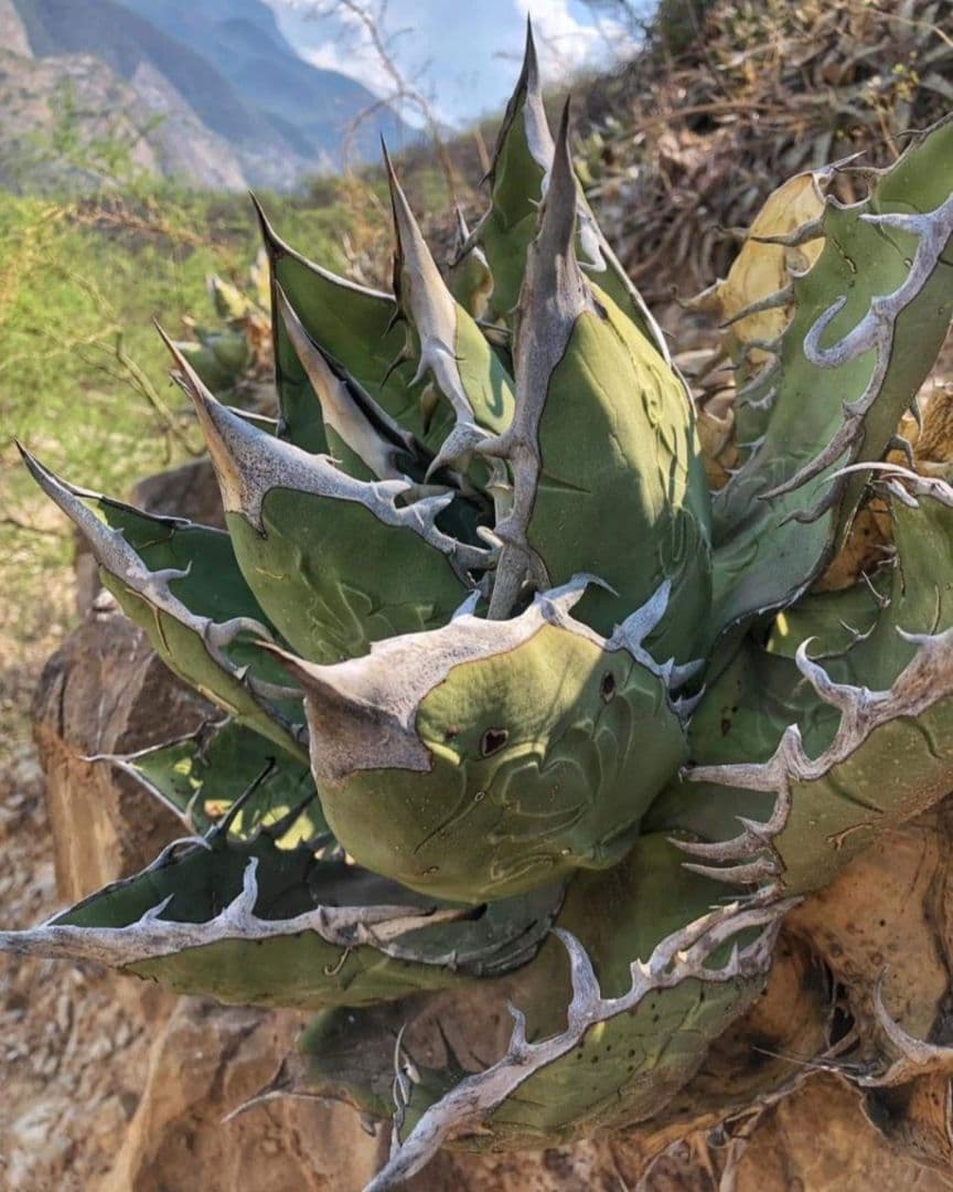 11月入荷 オテロイ 種子 1000粒 チタノタ アガベ