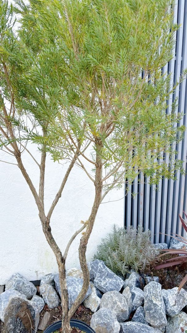 ※まさ 超美形。仕立てメラレウカ レッドジェム1.8M(鉢底から)品番C