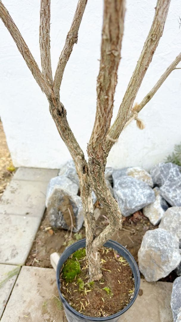 ※まさ 超美形。仕立てメラレウカ レッドジェム1.8M(鉢底から)品番C