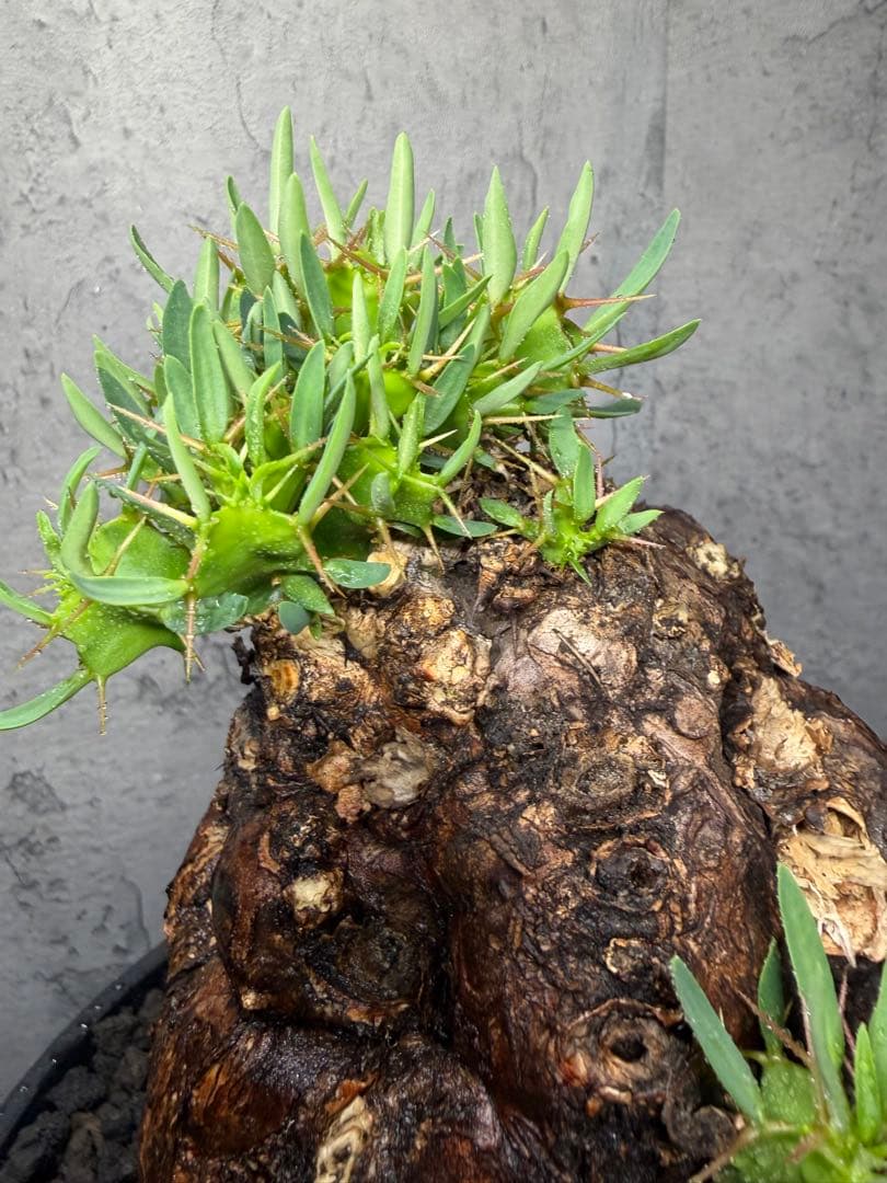 ユーフォルビア　ムランジーナ　美樹形　コレクション株