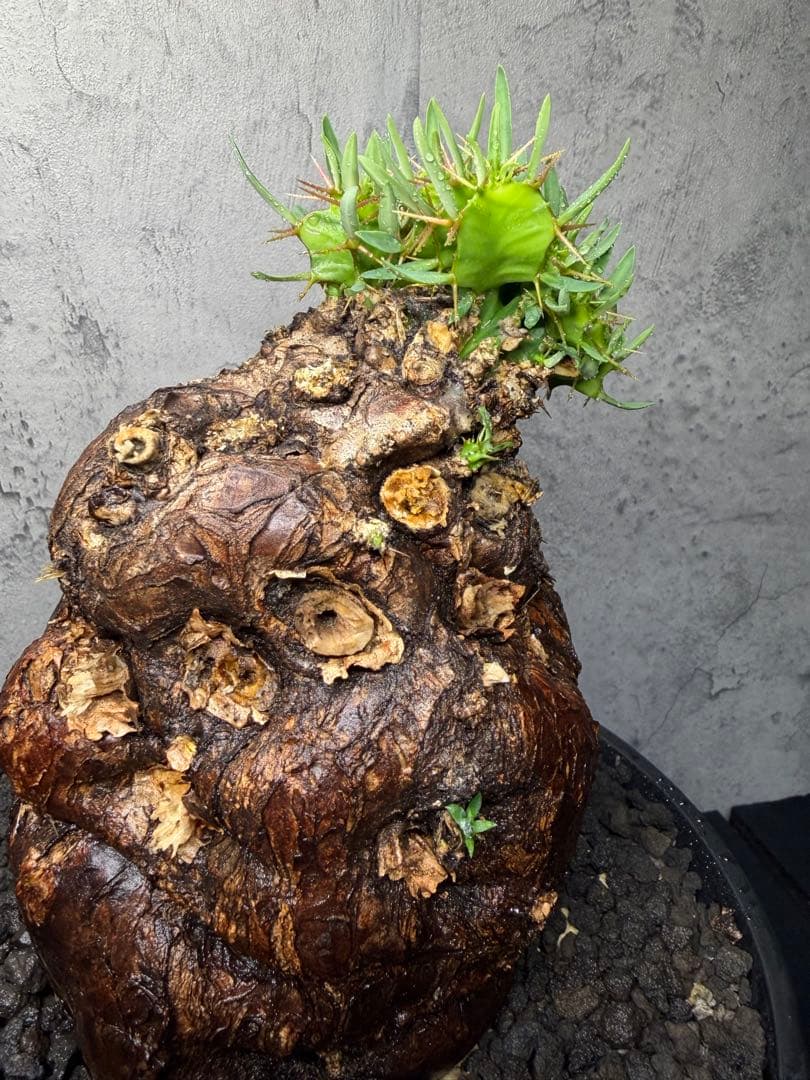 ユーフォルビア　ムランジーナ　美樹形　コレクション株