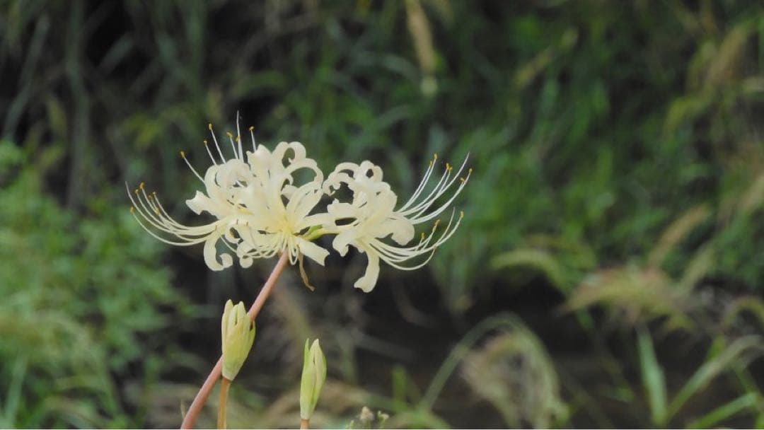 ［付属品多数］Nikon COOLPIX A1000