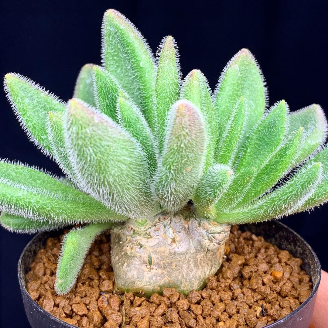 ぱちさんページ