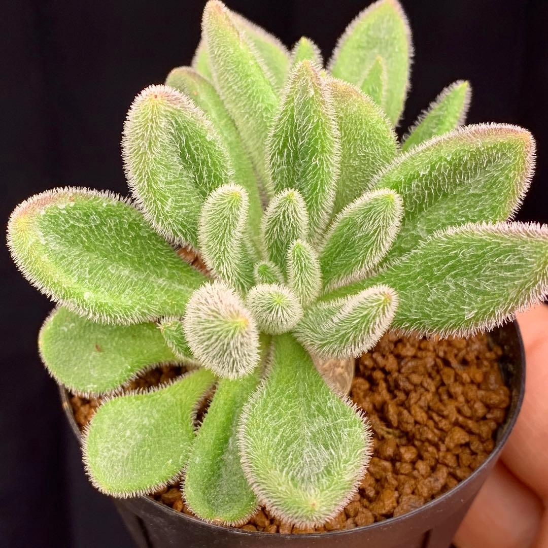 ぱちさんページ