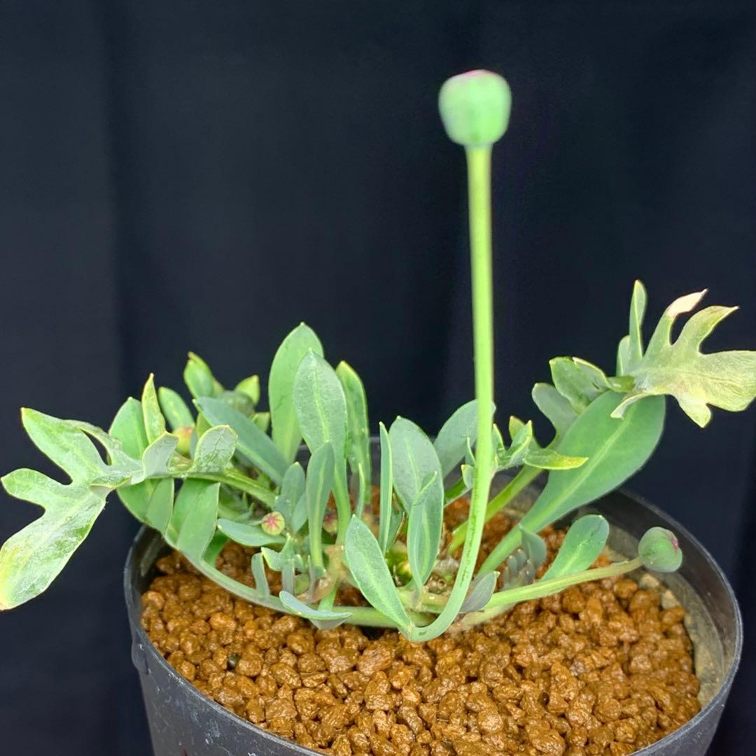 ぱちさんページ