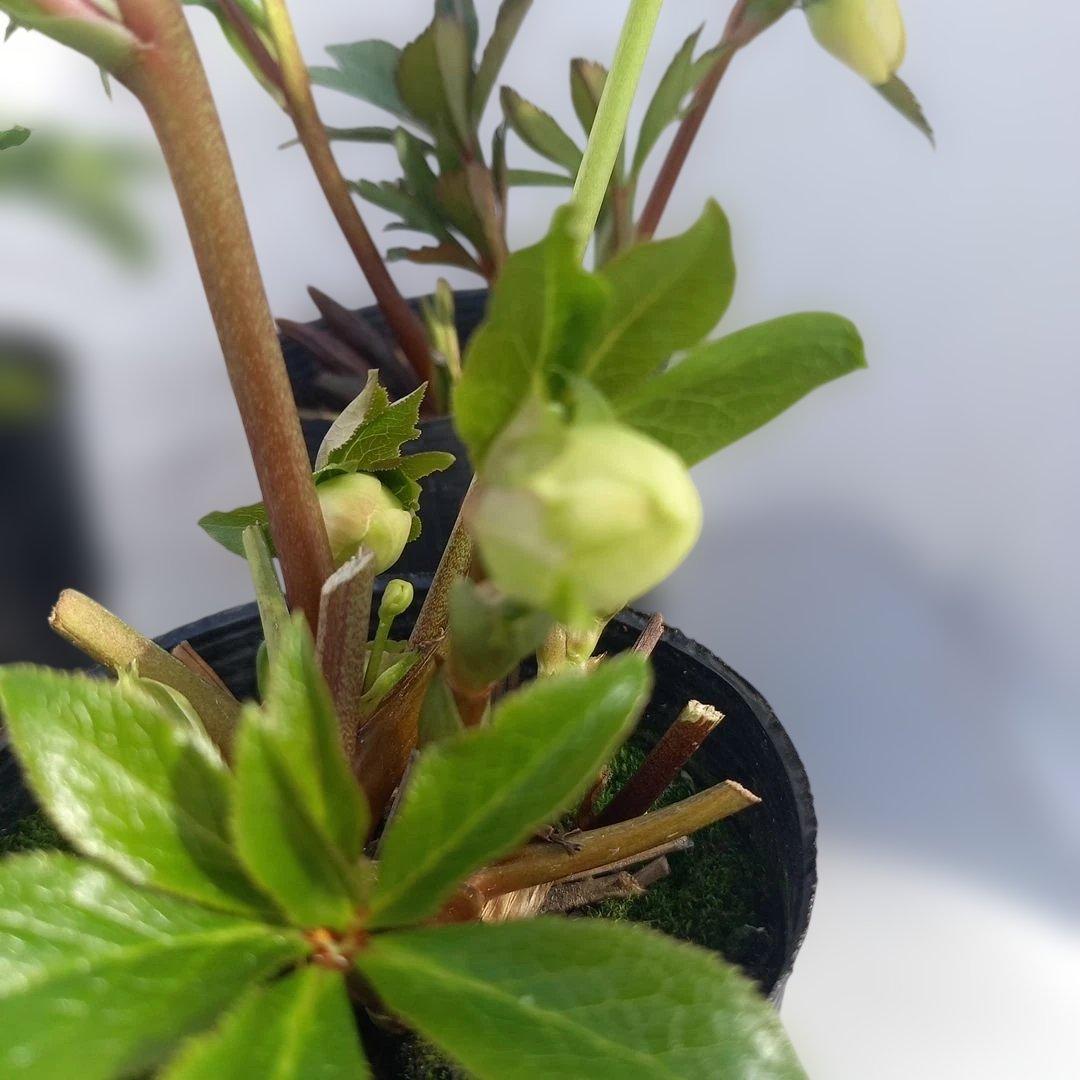 専用、お買い得！クリスマスローズ5個セット