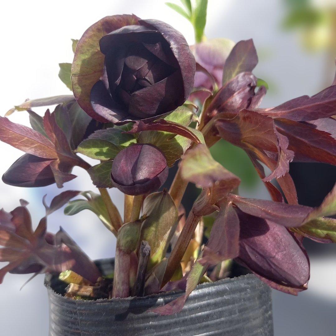 専用、お買い得！クリスマスローズ5個セット