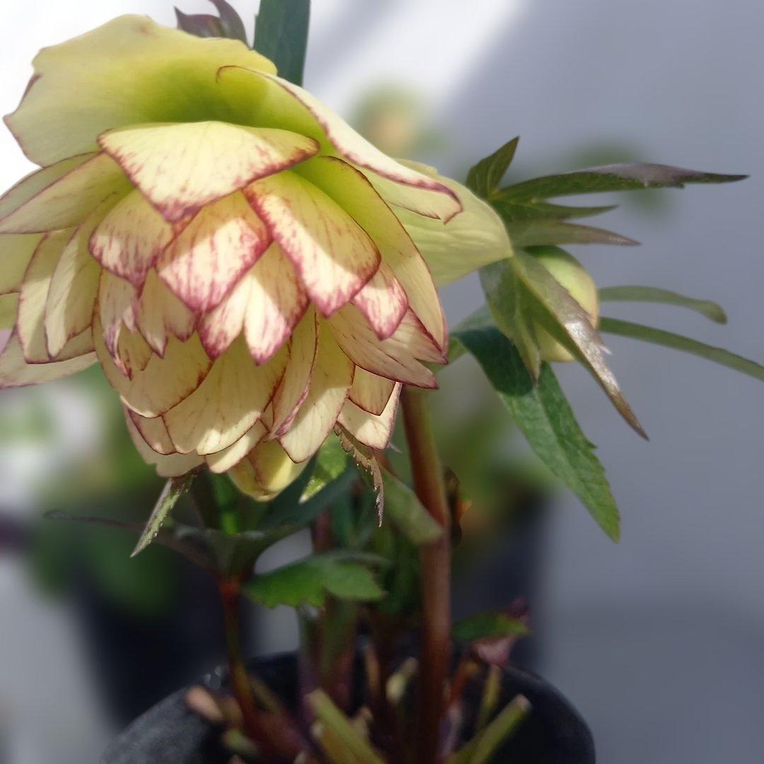 専用、お買い得！クリスマスローズ5個セット