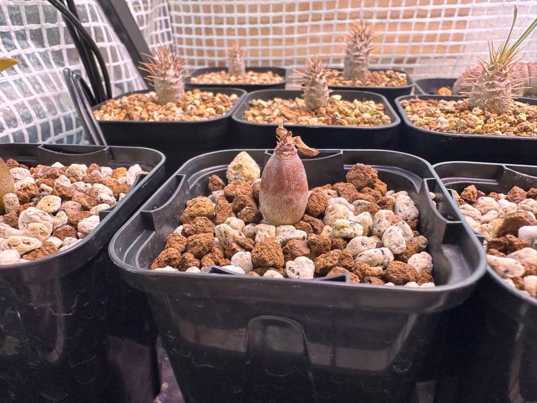 パキポディウム　ウィンゾリー　4株