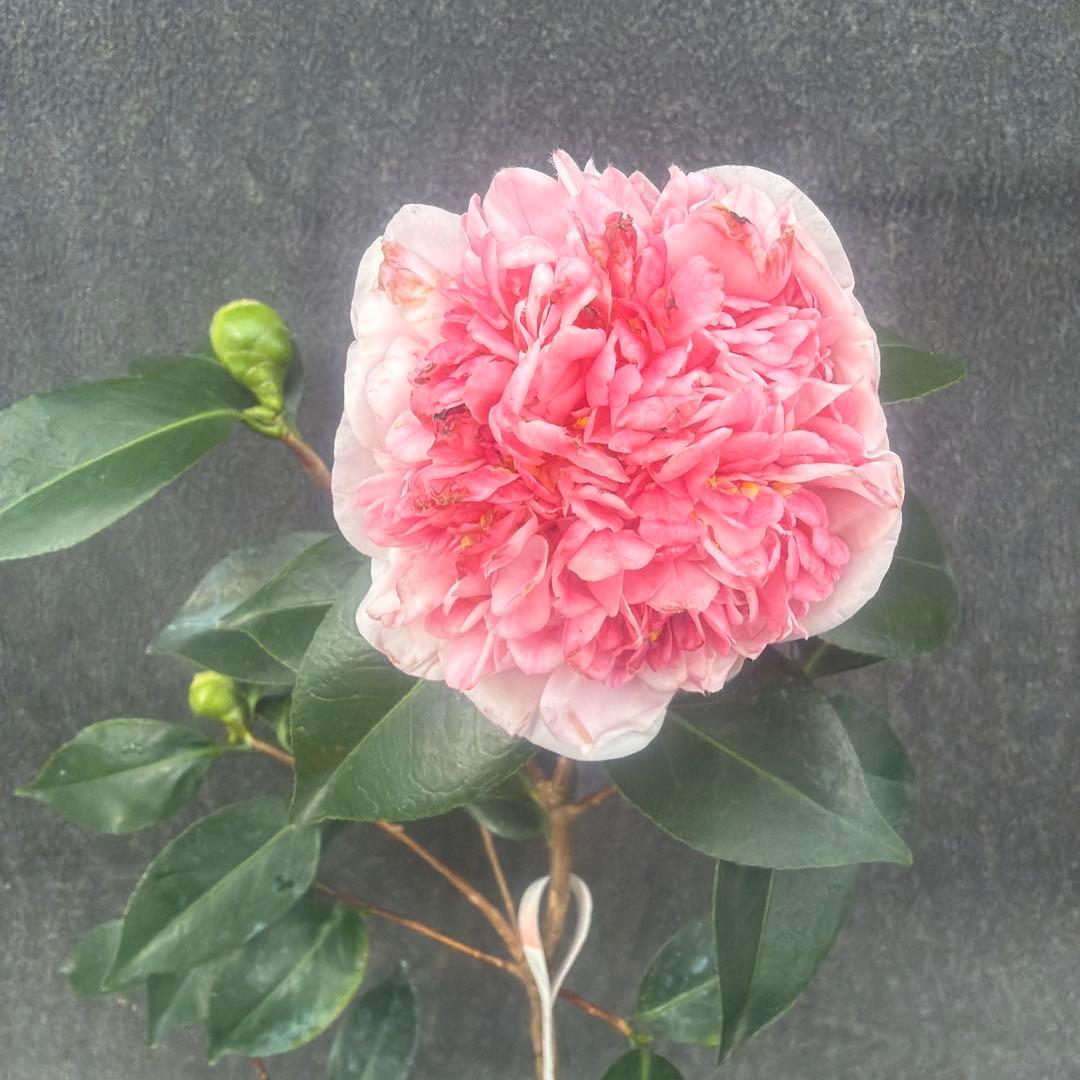 サト咲羽の誉(さわのほまれ)と炎セット苗