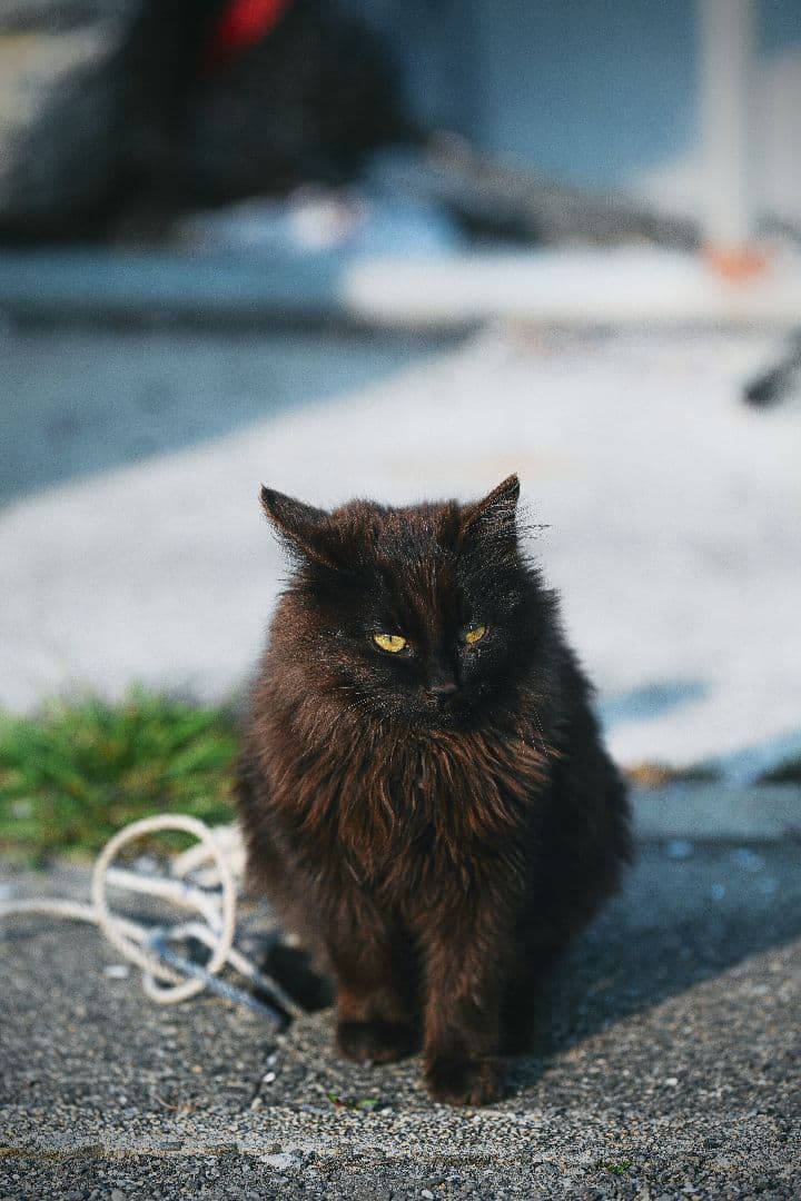 【ジャンク 説明必読】Nikon Z6ii ミラーレス一眼。