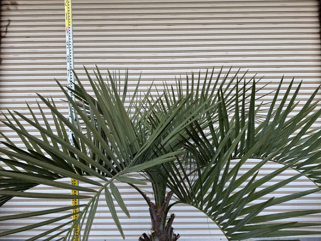 送料込み　ココスヤシ　シルバーリーフ　形状良　幹極太　庭木　シンボルツリー