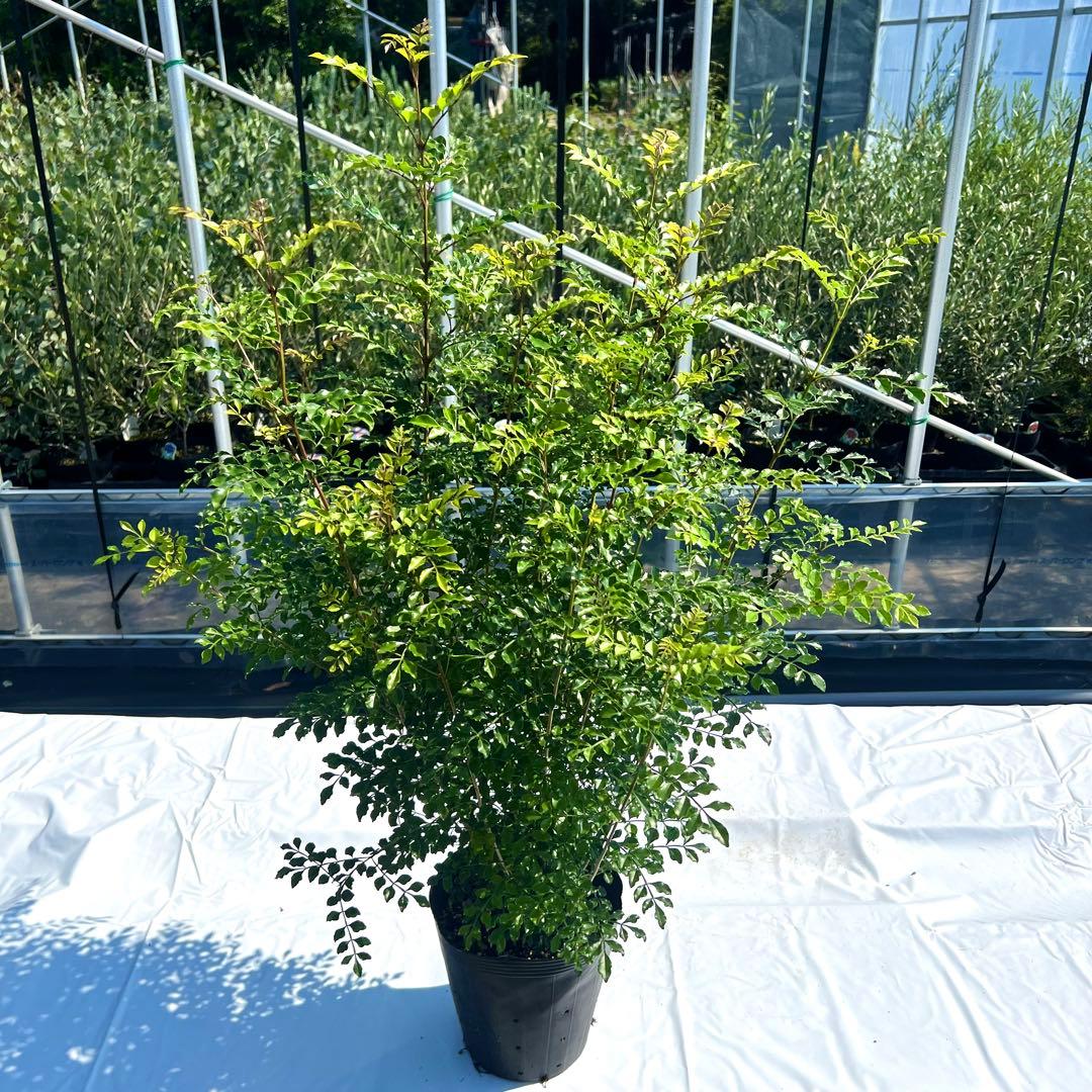 【セット割‼️高さ100㎝前後❗️】シマトネリコ 株立ち 10本立ち以上　2本セット