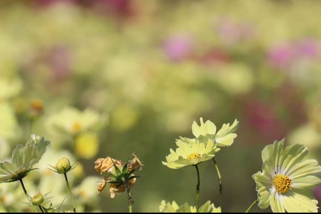 TAMRON SP 70-300mm F4-5.6 VC USD　キャノンEF