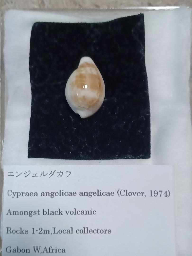 タカラガイ、貝殻、エンジェルダカラ