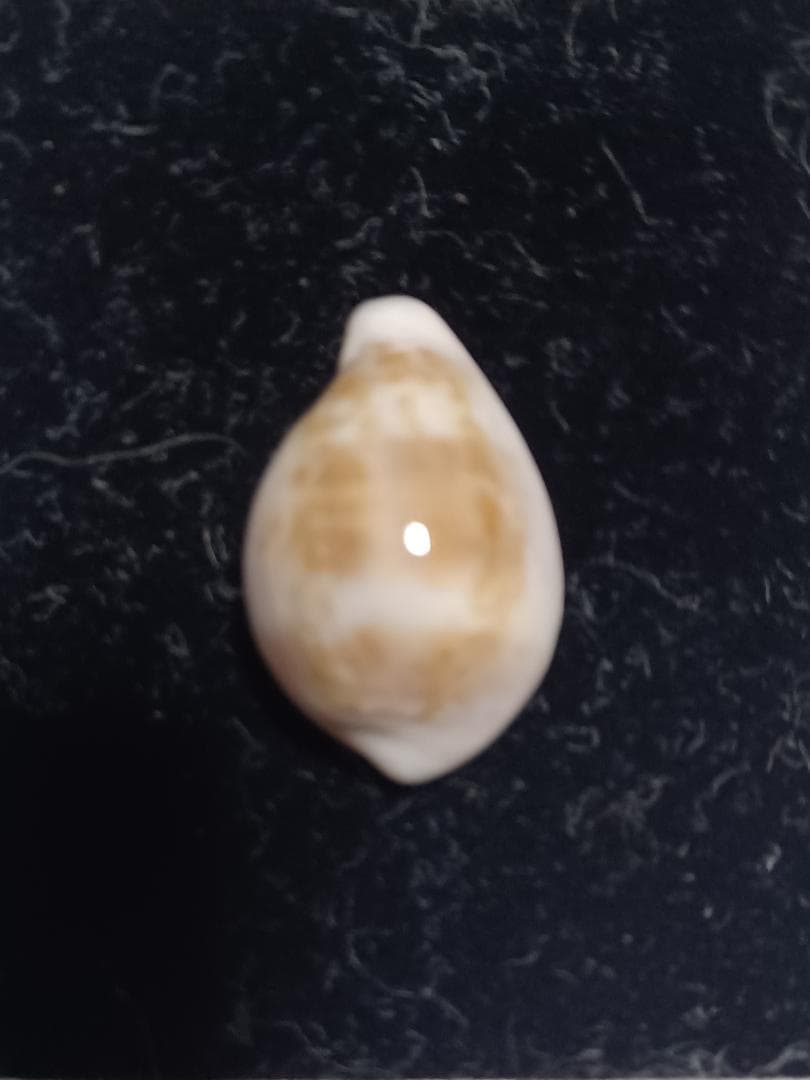 タカラガイ、貝殻、エンジェルダカラ