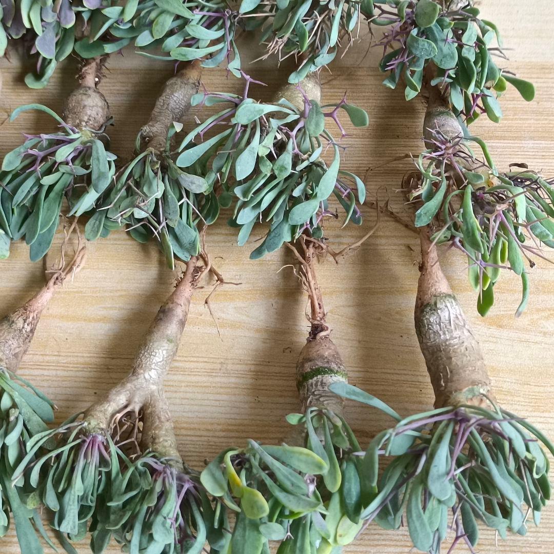 F731 黒鬼城 オトンナ ユーフォルビオイデス コーデックス 実生20株同梱