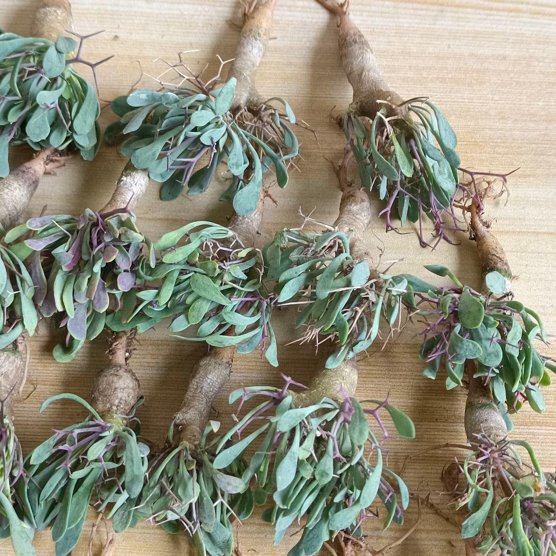 F731 黒鬼城 オトンナ ユーフォルビオイデス コーデックス 実生20株同梱