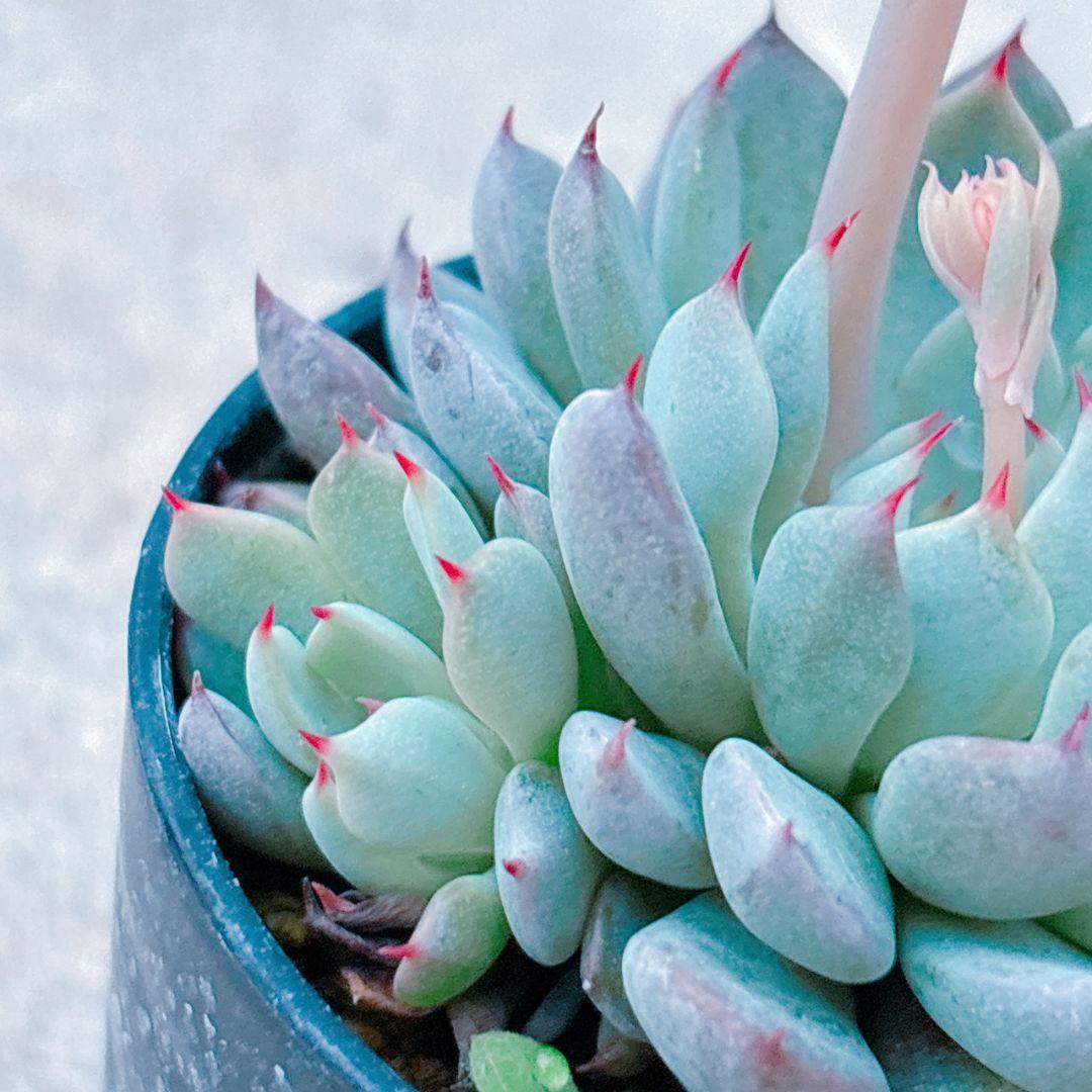 ザラゴーサSPノバ