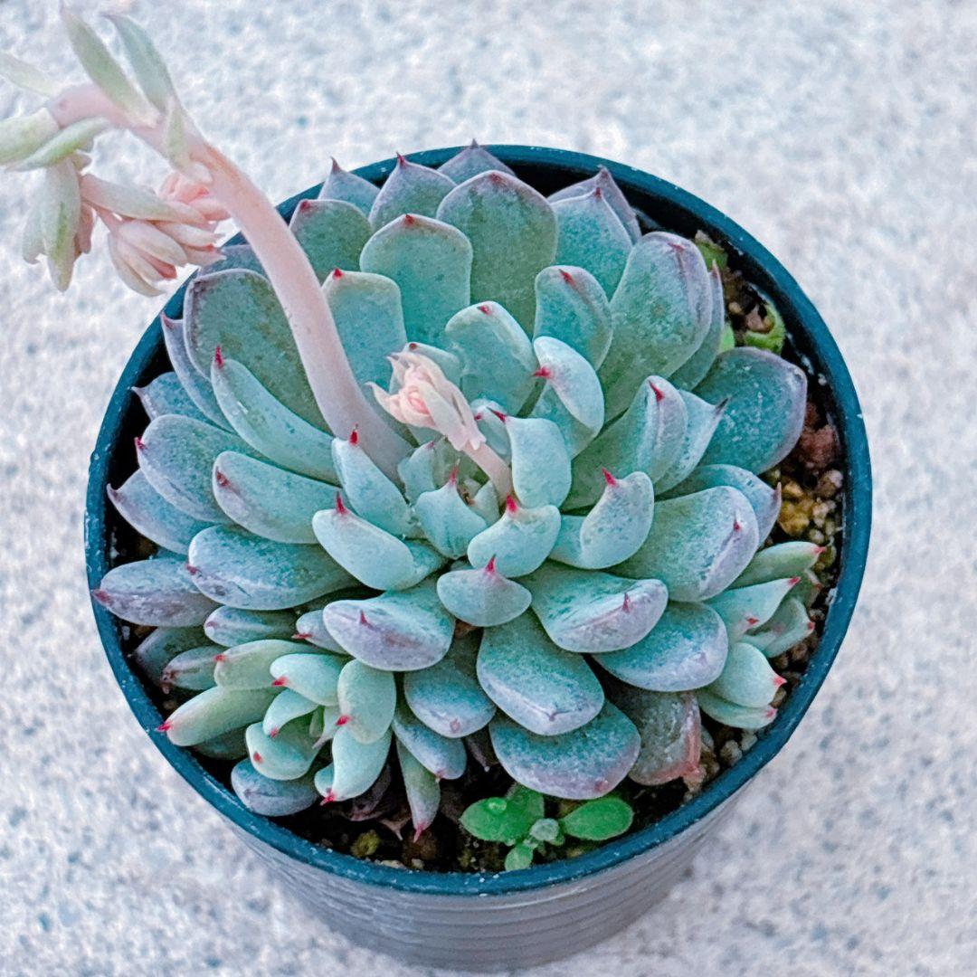 ザラゴーサSPノバ