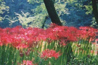 SHARAN Nikon F Model (開封のみ未使用)