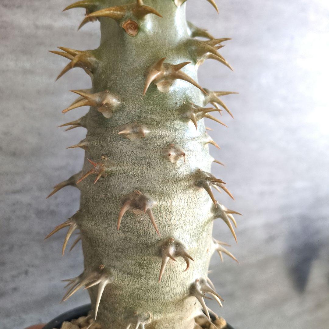 と*さ様 パキポディウム　アンボンゲンセ　特大株　白肌　コーデックス　塊根植物