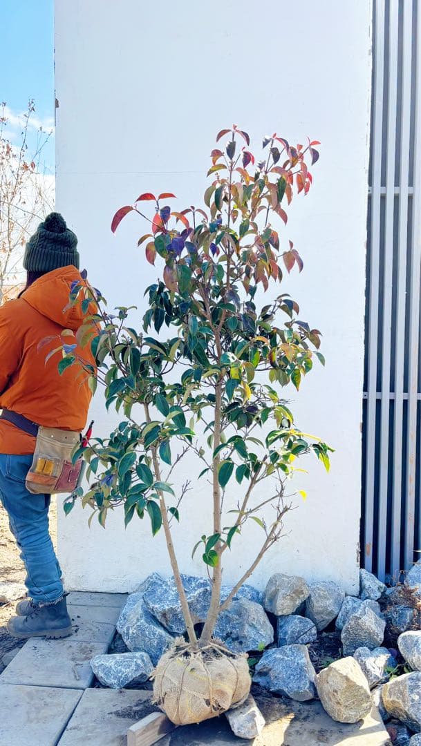 幹太。逸品常緑ヤマボウシ ホンコンエンシス1.6M(鉢底から)品番A