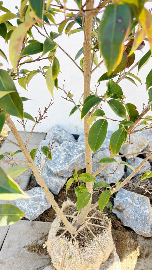 幹太。逸品常緑ヤマボウシ ホンコンエンシス1.6M(鉢底から)品番A