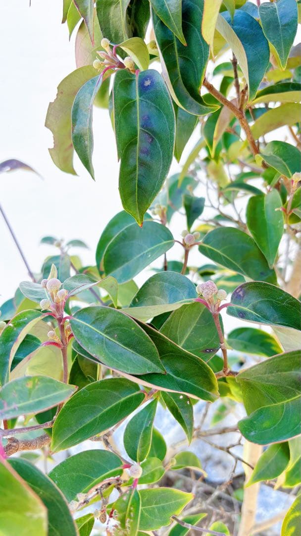 幹太。逸品常緑ヤマボウシ ホンコンエンシス1.6M(鉢底から)品番A