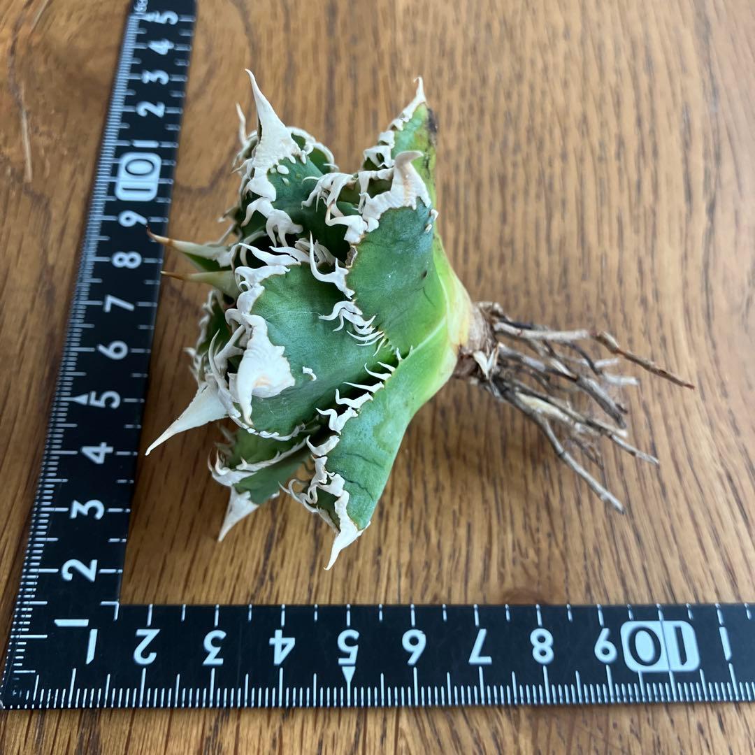 【速達】③特選　サイズ大　子株付き　アガべ　チタノタ　白豪刺　太棘