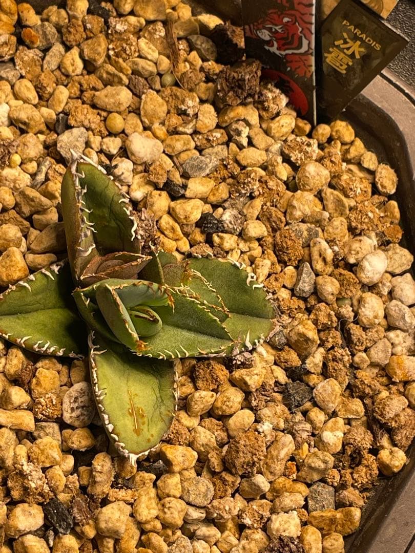 アガベ 冰雹 オテロイ チタノタ