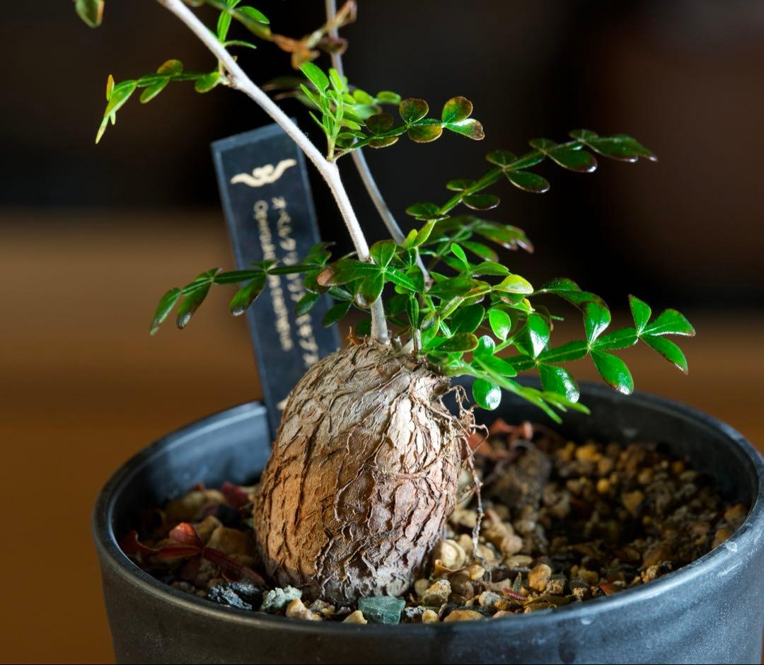 オペルクリカリアパキプス　【根挿し1年目】管理No.C