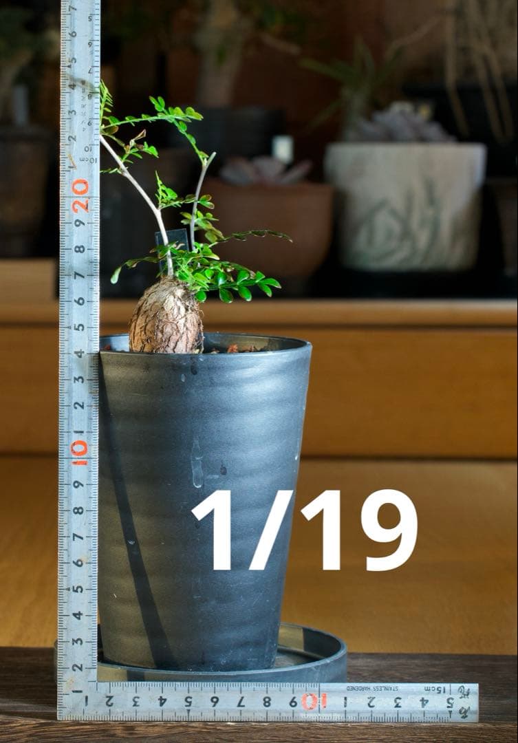 オペルクリカリアパキプス　【根挿し1年目】管理No.C