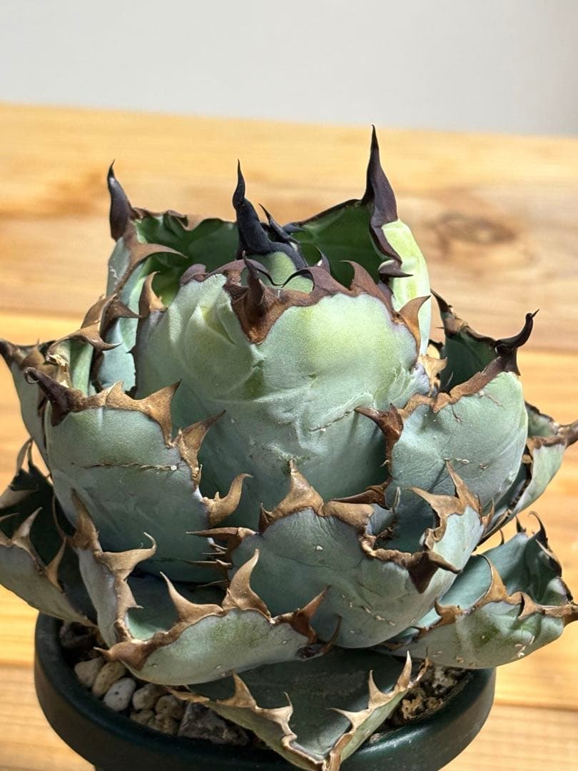 Black&Blue 〜Blue ball〜 シンプルに良血統　チタノタ