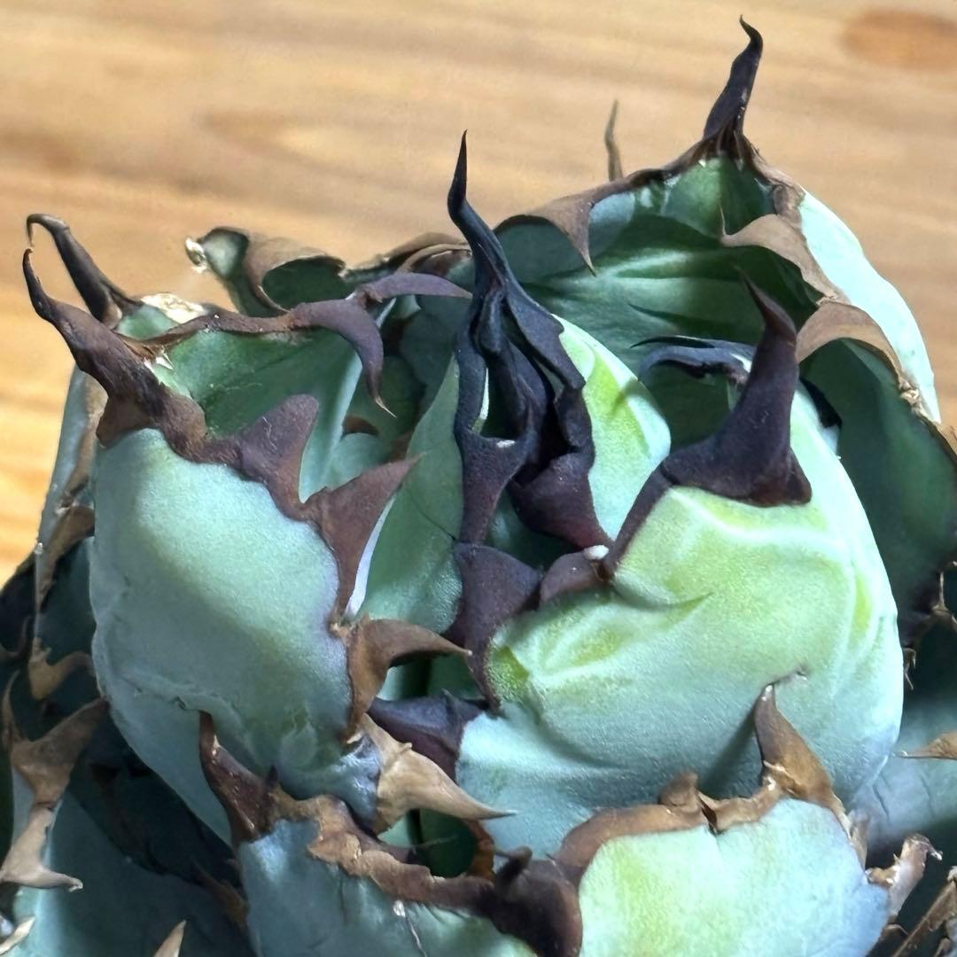 Black&Blue 〜Blue ball〜 シンプルに良血統　チタノタ