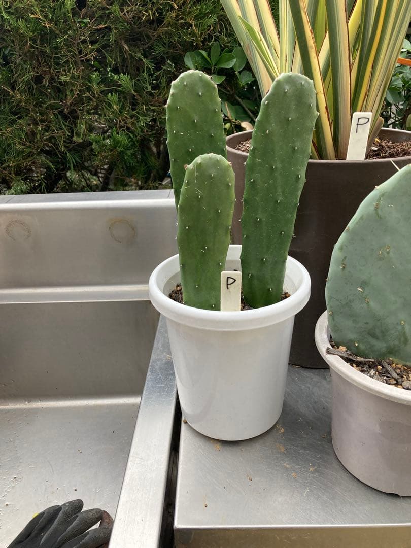 ドライガーデンＰセット鉢ごと配送致します。