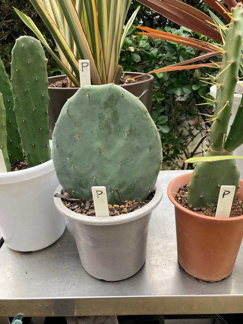 ドライガーデンＰセット鉢ごと配送致します。