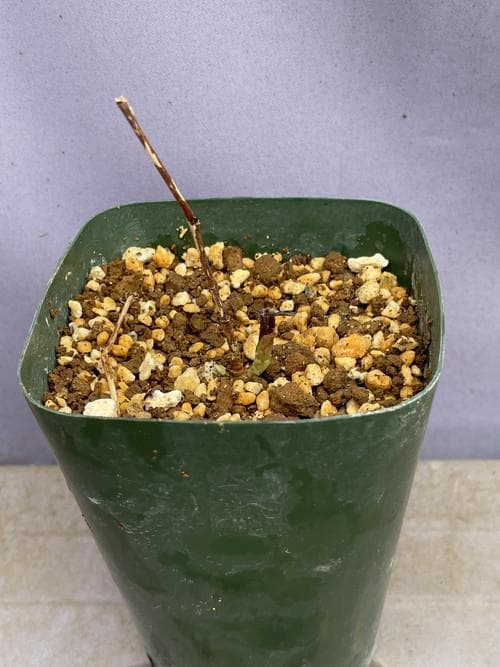 m*o様 タデスミレ　山野草