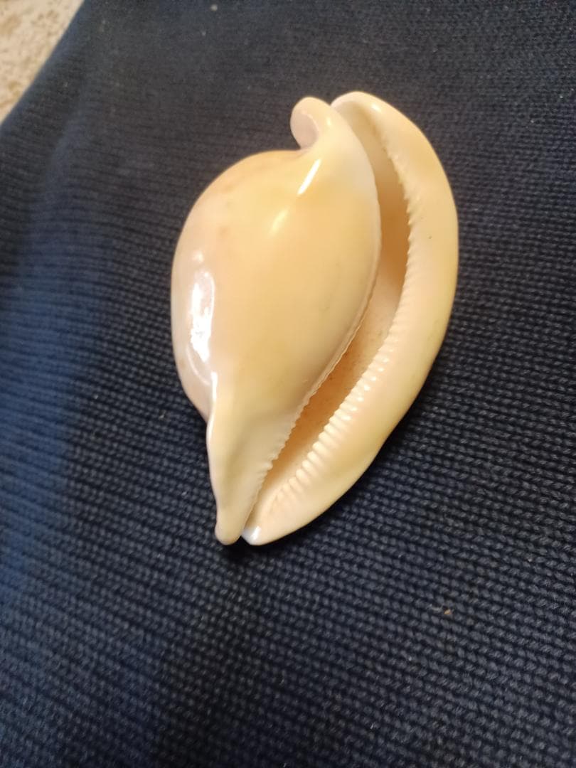 タカラガイ、貝殻