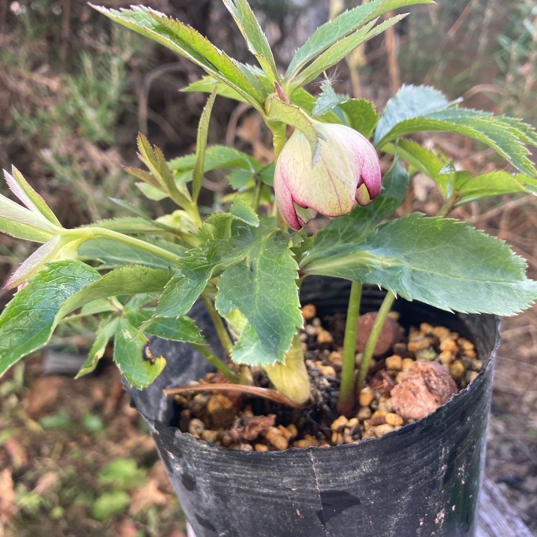 クリスマスローズ　株分け苗　メルカリ便