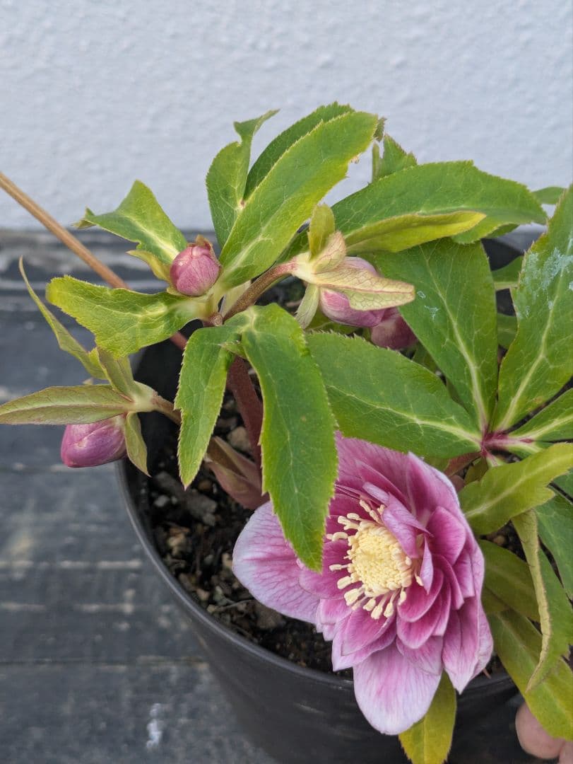 【広瀬園芸】クリスマスローズ ソレイユ系dd 蕾複数有