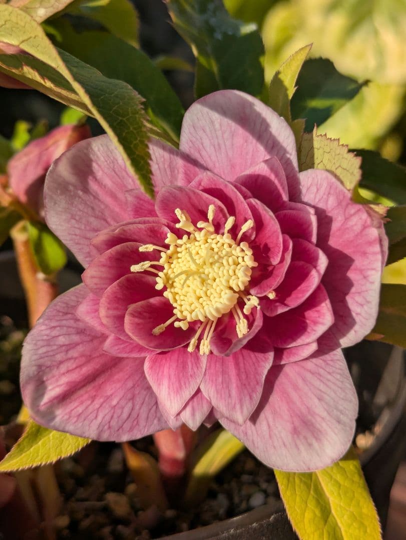 【広瀬園芸】クリスマスローズ ソレイユ系dd 蕾複数有