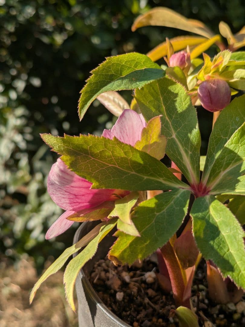 【広瀬園芸】クリスマスローズ ソレイユ系dd 蕾複数有