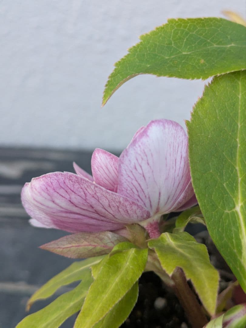 【広瀬園芸】クリスマスローズ ソレイユ系dd 蕾複数有